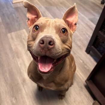 Rescue Pit Bull Terrier Dogs for Adoption in Newark, New Jersey - Hazel | PetCurious