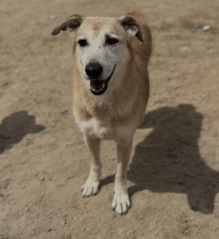 Murphy -  Labrador Retriever and Saluki Dog for Adoption in Palos Heights, Illinois - Murphy | PetCurious