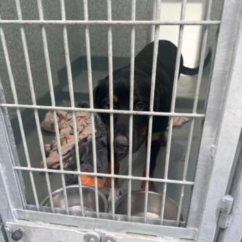 Rosey -  Rottweiler and Mixed Breed Dog for Adoption in Long Beach, California - Rosey | PetCurious