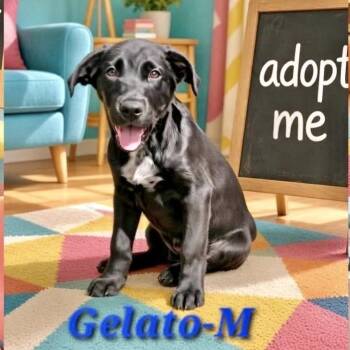 Gelato -  Australian Cattle Dog Blue Heeler and Labrador Retriever Dog for Adoption in Austin, Texas - Gelato | PetCurious