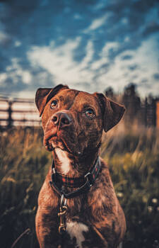Rescue Pit Bull Terrier Dogs for Adoption in Port Angeles, Washington - Bruno (in Foster) | PetCurious