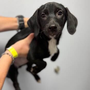 Mixed Breed Dogs Available for Adoption in Idaho Falls, Idaho - London | PetCurious