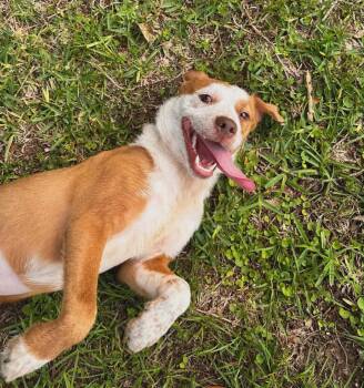 Australian Shepherd and Australian Cattle Dog Blue Heeler Dogs Available for Adoption in Houston, Texas - AURORA | PetCurious