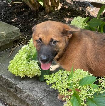 Greta -  Shepherd Dog for Adoption in Rochester, New York - Greta | PetCurious