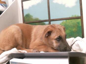 CALYPSO -  German Shepherd Dog and Mixed Breed Dog for Adoption in Houston, Texas - CALYPSO | PetCurious