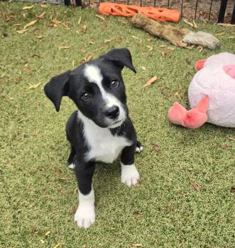 Niyol -  Border Collie and Labrador Retriever Dog for Adoption in Apache Junction, Arizona - Niyol | PetCurious