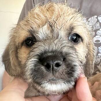 Rescue Brussels Griffon and Poodle Dogs for Adoption in Los Angeles, California - Dracula | PetCurious