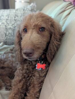 Rescue Standard Poodle Dogs for Adoption in Courtice, Ontario - Mahina | PetCurious