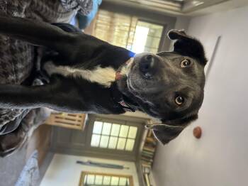 Rescue Blue Lacy Dogs for Adoption in Austin, Texas - Courtesy Listing - Etta | PetCurious