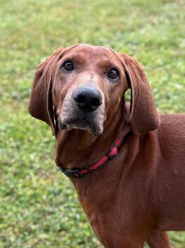 Copper -  Redbone Coonhound Dog for Adoption in Ionia, Michigan - Copper | PetCurious