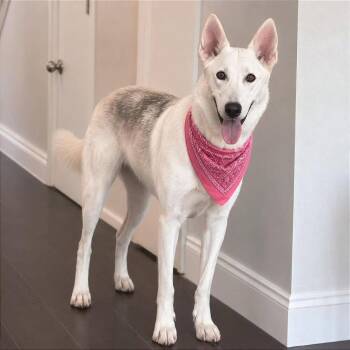 Eve -  Husky and Shepherd Dog for Adoption in Tampa, Florida - Eve | PetCurious