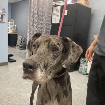 Big Bertha -  Great Dane Dog for Adoption in Saint Joseph, Missouri - Big Bertha | PetCurious