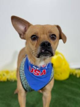 Toto-One of our Amazing Rescue Dogs -  Pug and Mixed Breed Dog for Adoption in Carlsbad, California - Toto-One Of Our Amazing Rescue Dogs | PetCurious