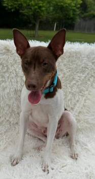 Jack Russell Terrier and Mixed Breed Dogs Available for Adoption in Tomball, Texas - Axel | PetCurious