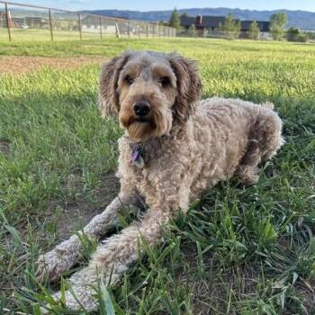 Mabel -  Goldendoodle Dog for Adoption in Thayne, Wyoming - Mabel | PetCurious