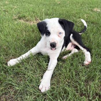 Moose -  Shepherd and Mixed Breed Dog for Adoption in Fayetteville, Arkansas - Moose | PetCurious