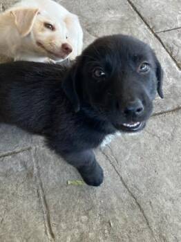 ARISTA -  Mixed Breed Dog for Adoption in Dallas, Texas - ARISTA | PetCurious