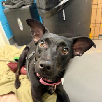 Miniature Pinscher and Italian Greyhound Dogs Available for Adoption - Pepper | PetCurious