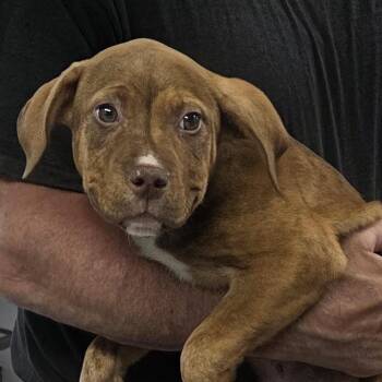 Declan -  Boxer and Mixed Breed Dog for Adoption in Camden, Delaware - Declan | PetCurious