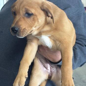 Shepherd Dogs Available for Adoption in Brookfield, Missouri - Mavis | PetCurious