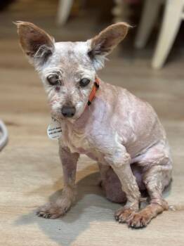 Terrier and Chihuahua Dogs Available for Adoption in Torrance, California - Betty | PetCurious