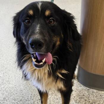 Benji -  Australian Shepherd and Shepherd Dog for Adoption in Madisonville, Tennessee - Benji | PetCurious