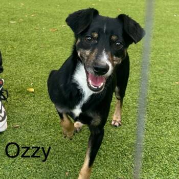 Rescue Mixed Breed Dogs for Adoption in Loxahatchee Groves, Florida - Ozzie 3282 | PetCurious