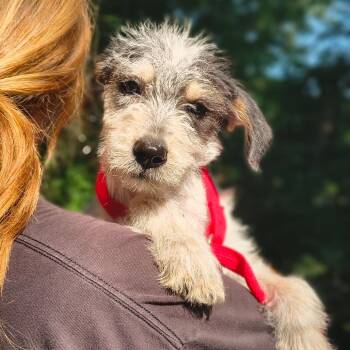 Franny -  Mixed Breed Dog for Adoption in Edwardsville, Illinois - Franny | PetCurious