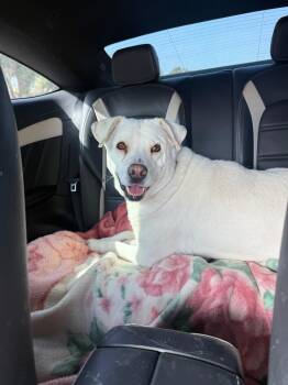 Rescue Labrador Retriever Dogs for Adoption in Santa Monica, California - Freya | PetCurious