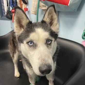 Husky Dogs Available for Adoption in Philadelphia, Pennsylvania - Tile | PetCurious