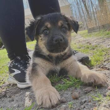 Mixed Breed Dogs Available for Adoption - Percy | PetCurious