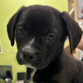 Black Labrador Retriever and Mixed Breed Dogs Available for Adoption in Roanoke, Virginia - Osiris | PetCurious