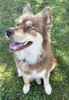 Doug -  Husky Dog for Adoption in Pasco, Washington - Doug | PetCurious