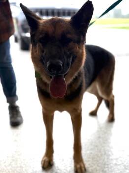 Abel -  German Shepherd Dog Dog for Adoption in Auburn, Indiana - Abel | PetCurious