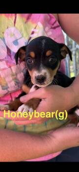 Miniature Pinscher and Spaniel Dogs Available for Adoption in Manchester Township, New Jersey - Honey Bear | PetCurious