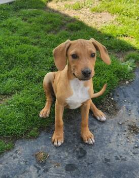 Labrador Retriever and Hound Dogs Available for Adoption in Liberty Center, Ohio - Goose | PetCurious