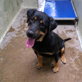 Rottweiler Dogs Available for Adoption in Eureka Springs, Arkansas - Soup | PetCurious