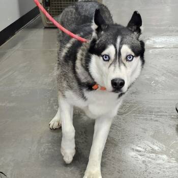 Rescue Husky Dogs for Adoption in Normal, Illinois - Spade | PetCurious