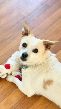 Jack Russell Terrier and Chihuahua Dogs Available for Adoption in Saugus, Massachusetts - Bacca | PetCurious