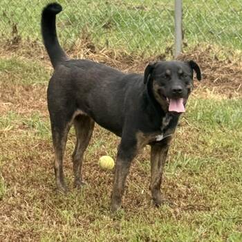 Brandy Barklin -  Rottweiler and Labrador Retriever Dog for Adoption in Mckenzie, Tennessee - Brandy Barklin | PetCurious