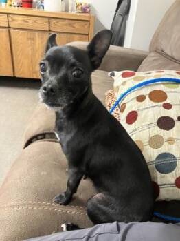 Olive -  Chihuahua Dog for Adoption in Sacramento, California - Olive | PetCurious