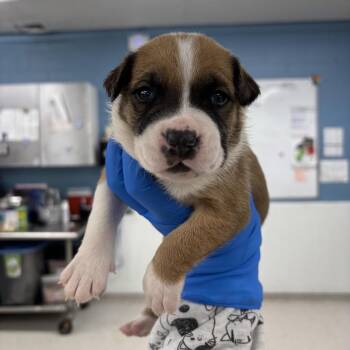 Zyaire -  Mixed Breed Dog for Adoption in Indianapolis, Indiana - Zyaire | PetCurious