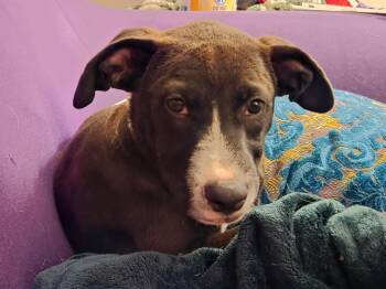 Reggie -  Mixed Breed Dog for Adoption in Madison, Wisconsin - Reggie | PetCurious