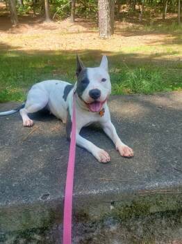 Rescue Pit Bull Terrier Dogs for Adoption in Rutherfordton, North Carolina - Pinky (Courtesy Post) | PetCurious