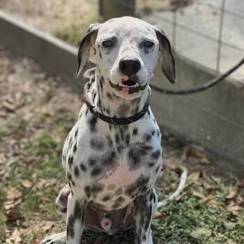 Blaze -  Dalmatian Dog for Adoption in Cleveland, Texas - Blaze | PetCurious