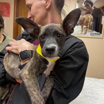 Sudoku -  American Staffordshire Terrier and Hound Dog for Adoption in Houston, Texas - Sudoku | PetCurious