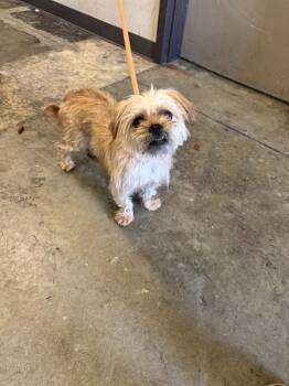 ZIGGY -  Terrier and Mixed Breed Dog for Adoption in Ontario, California - ZIGGY | PetCurious