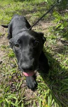 Labrador Retriever Dogs Available for Adoption in Tarrytown, Georgia - Carson | PetCurious