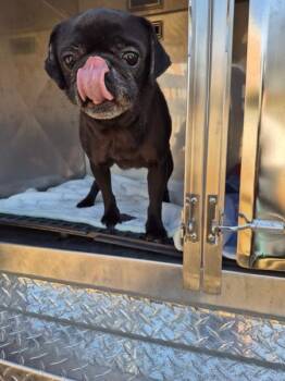 Pug Dogs Available for Adoption - Pen 221 Nina | PetCurious