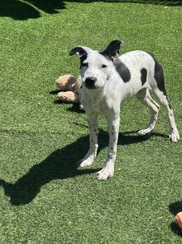 Mixed Breed Dogs Available for Adoption in Northlake, Illinois - Isabell | PetCurious